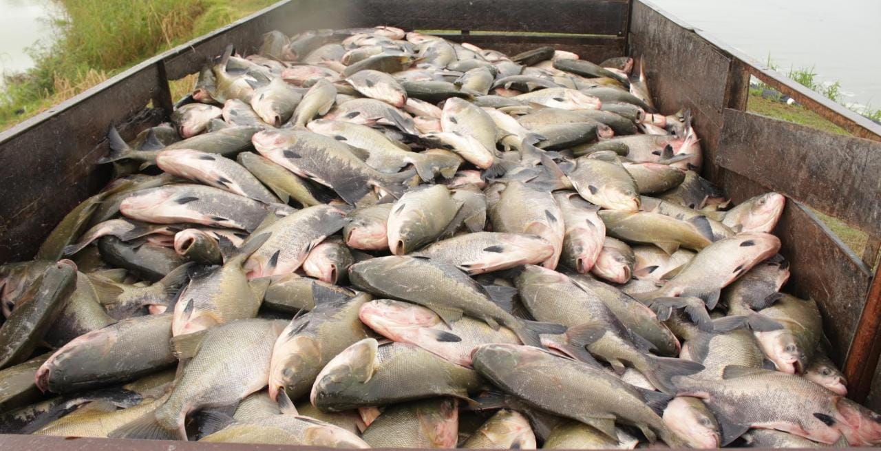 Nota técnica reforça que peixe da piscicultura é saudável para consumo