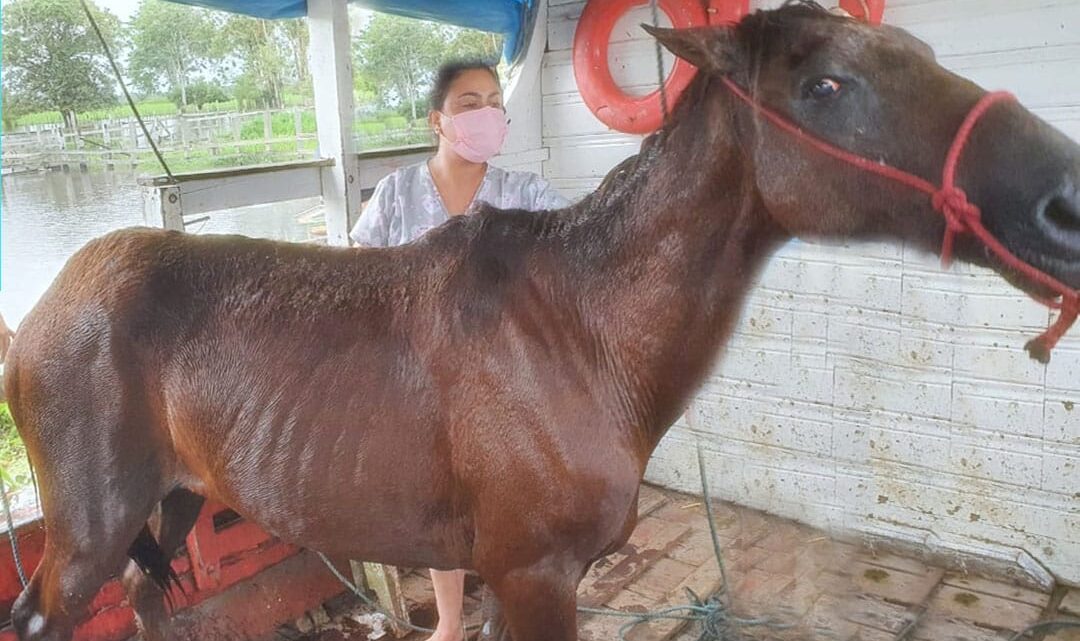 Polícia Militar resgata Cavalo vítima de maus-tratos no Careiro da Várzea