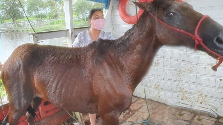 Polícia Militar resgata Cavalo vítima de maus-tratos no Careiro da Várzea