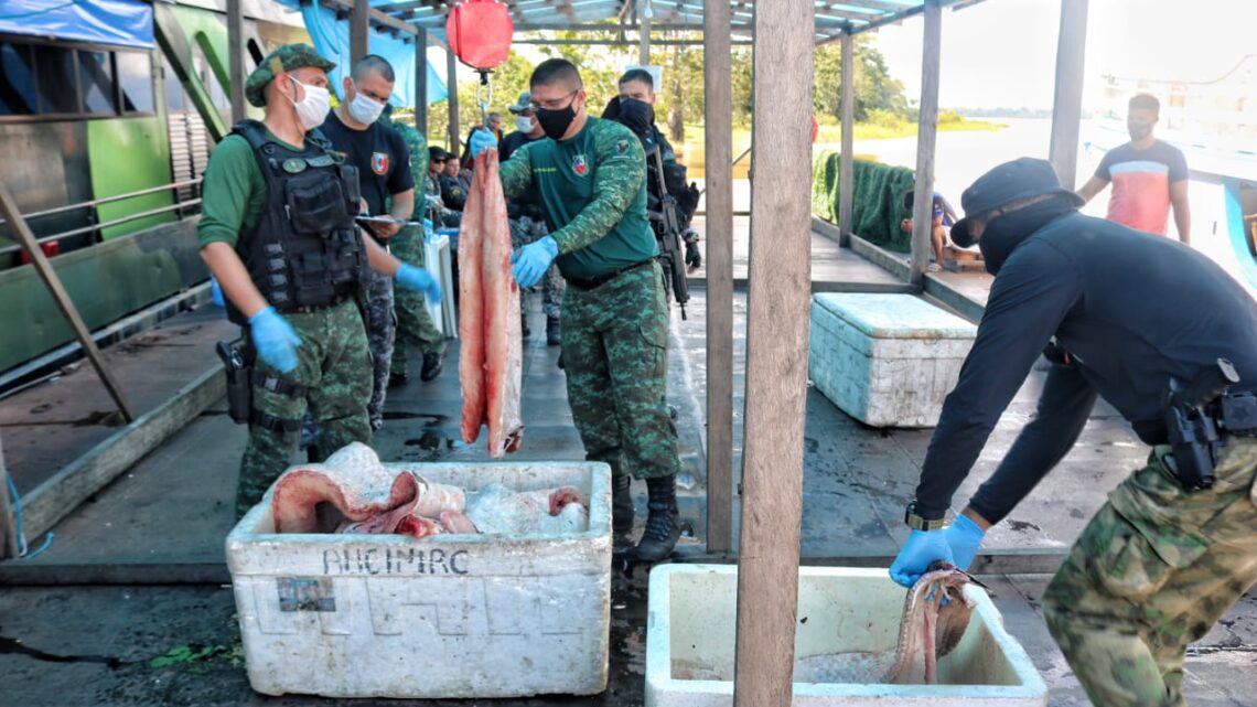 Apreensões de pescado ilegal no Amazonas cresce 800%