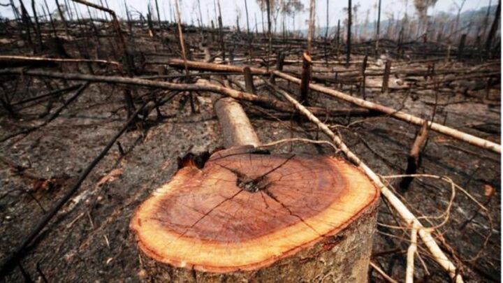 Amazônia tem a 2ª pior temporada em cinco anos de desmatamento