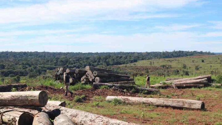 Operação Tamoiotatá embargou o equivalente a 8 mil campos de futebol em terra de desmatamento ilegal no Amazonas