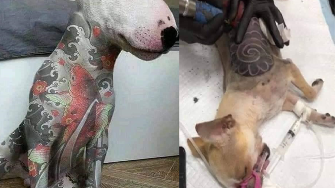 Deputados aprovam PL que proíbe tatuagem e piercing em cães e gatos