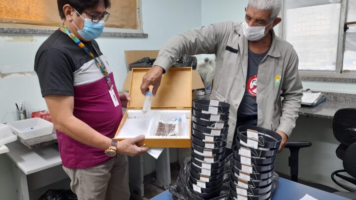 Prefeitura de Manaus prepara instalação de 300 armadilhas para o mosquito Aedes aegypti