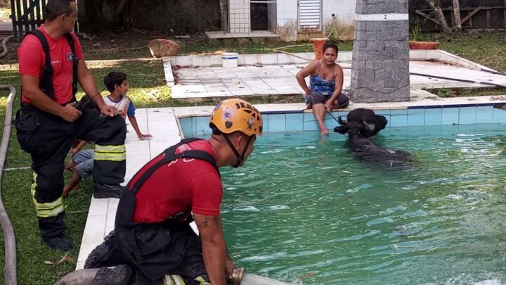 Bombeiros resgatam búfalo após cair em piscina em Manaus