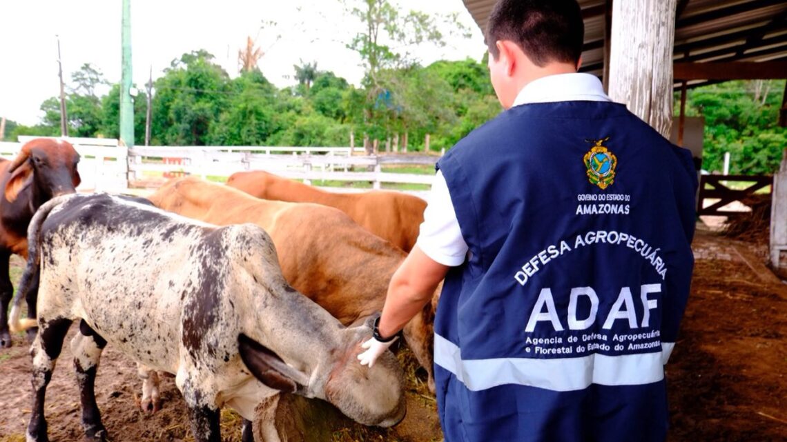 Adaf prorroga atualização cadastral de animais em 13 municípios do Amazonas