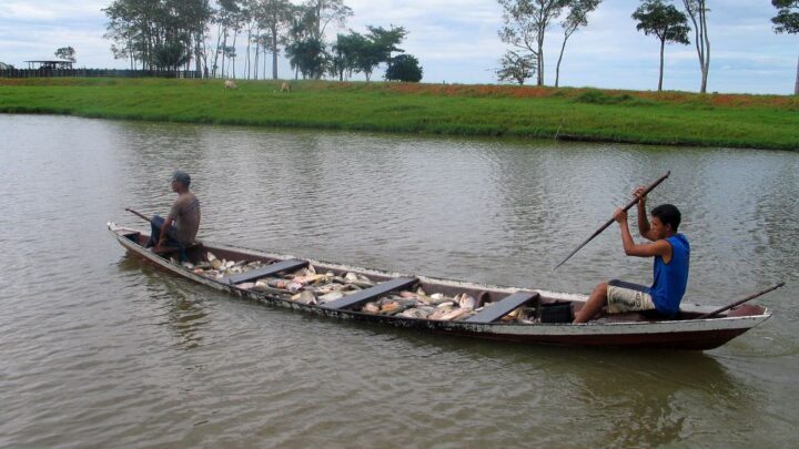 Período de defeso no Amazonas termina nesta terça-feira (15)