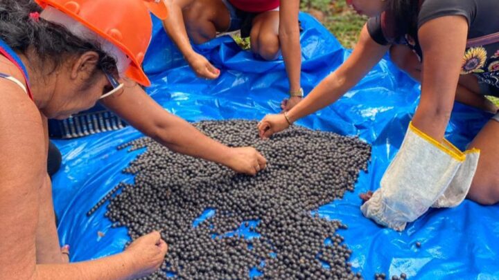 Em Manicoré, Idam incentiva boas práticas no manejo do açaí nativo e da castanha-do-Brasil