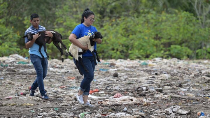 Joana Darc resgata mais de 30 animais no bairro Tarumã