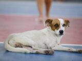 Governo realiza agendamento para castração solidária de animais domésticos, na área do Prosamin+