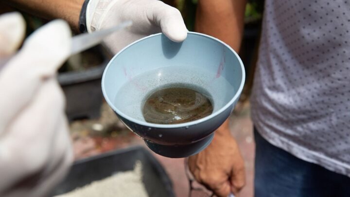 Manaus está em médio risco e 26 bairros tem alta vulnerabilidade para doenças transmitidas pelo Aedes