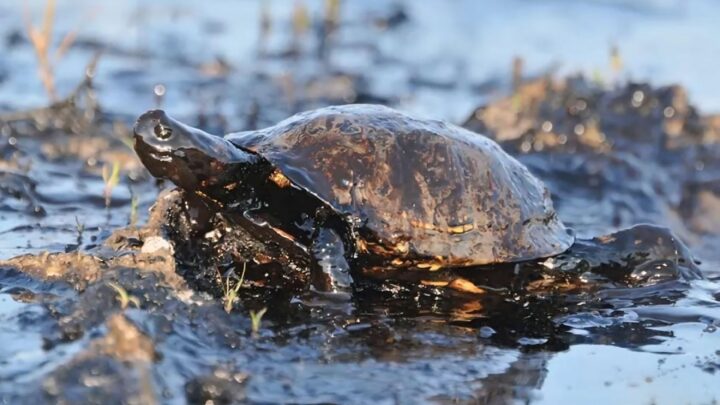 MP Amazonas move ação contra concessionária de energia por descarte de óleo em rio de Coari