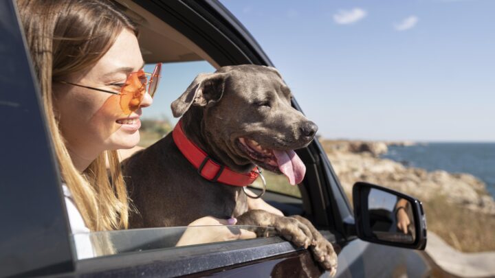 Conheça os cuidados essenciais ao viajar com seu pet