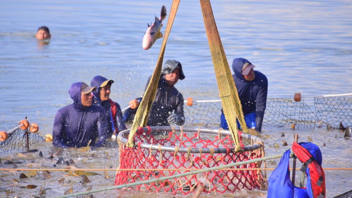 Setor da Engenharia de Pesca ganha projeção e valorização com homenagens e premiações