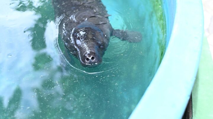 Ipaam transporta filhote de peixe-boi resgatado em Urucará para acolhimento no Inpa