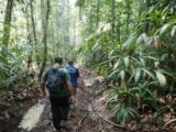 Período do Defeso Florestal chega ao fim nesta quinta-feira  no Amazonas 