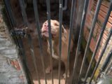 Forças policiais fecham canil clandestino e Sepet resgata cães Pit Monster em condições de maus-tratos