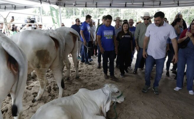 Amazonas conquista certificação internacional e entra na elite global da exportação de carne bovina