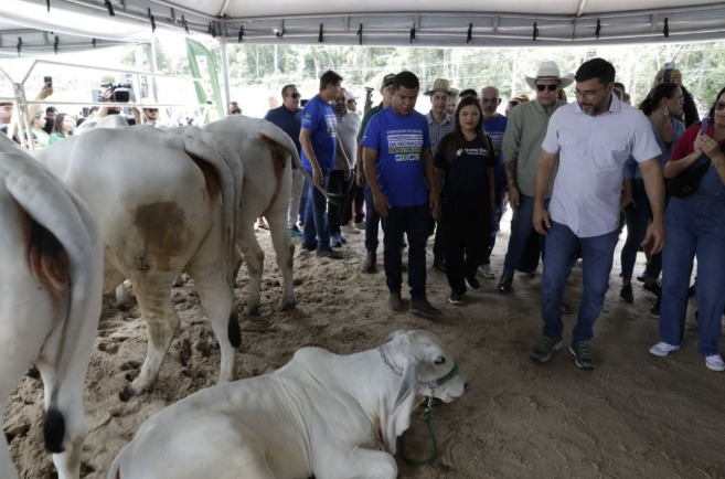 Amazonas conquista certificação internacional e entra na elite global da exportação de carne bovina