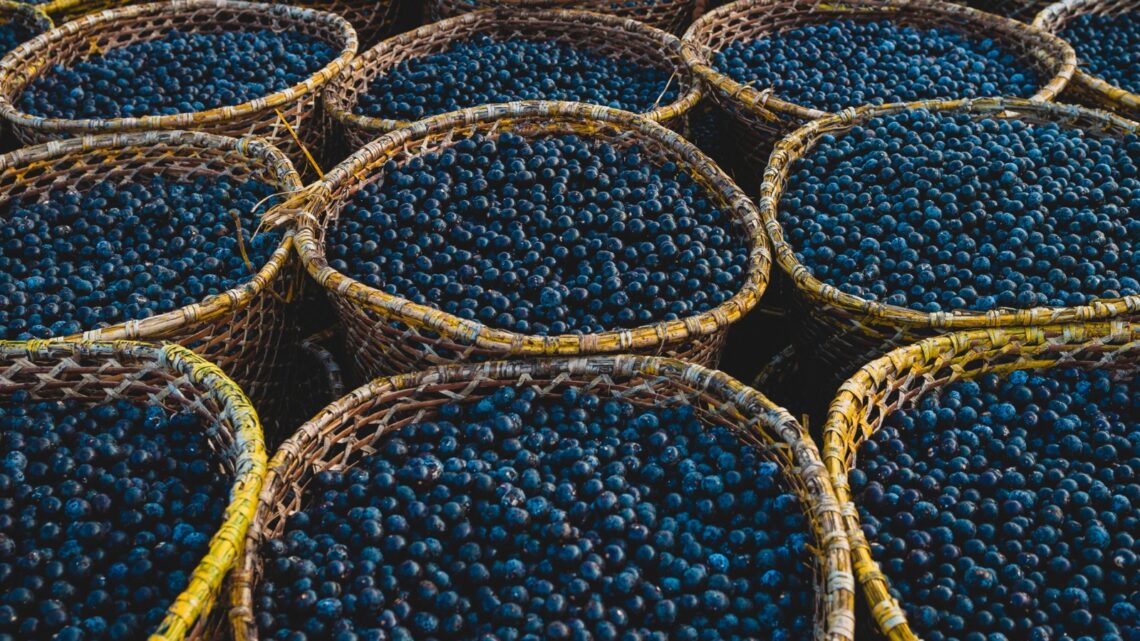 Edital Amabio seleciona projetos de bioeconomia na Amazônia