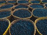 Edital Amabio seleciona projetos de bioeconomia na Amazônia