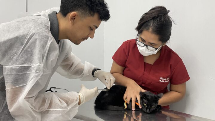 Verão Amazônico: campanha alerta para prevenção de doenças em pets