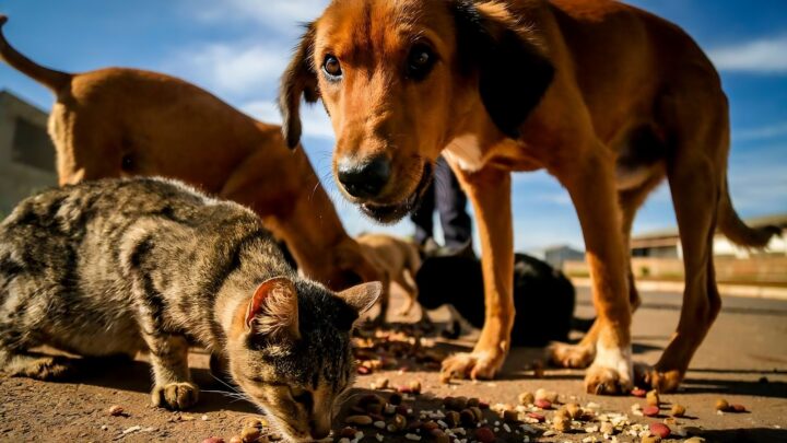 Em Nova Olinda do Norte, MP fiscaliza ações do Poder Público diante do alto número de casos de abandono de animais