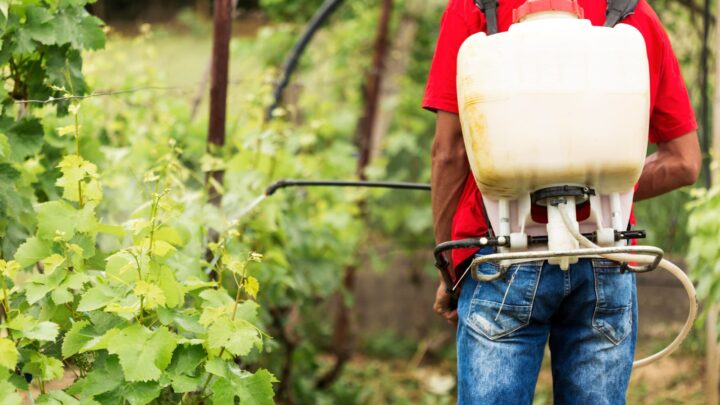 Com MPAM, MPT e MPF, reunião do Fórum de Combate aos Impactos dos Agrotóxicos aborda projeto de análise rápida de contaminação de frutos