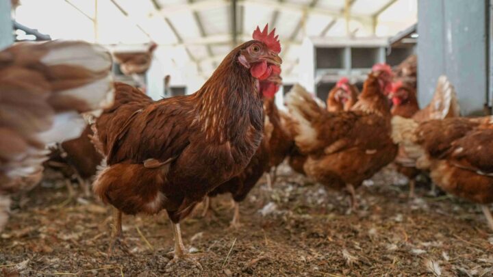 Ipaam orienta avicultores sobre licenciamento ambiental no Dia do Avicultor