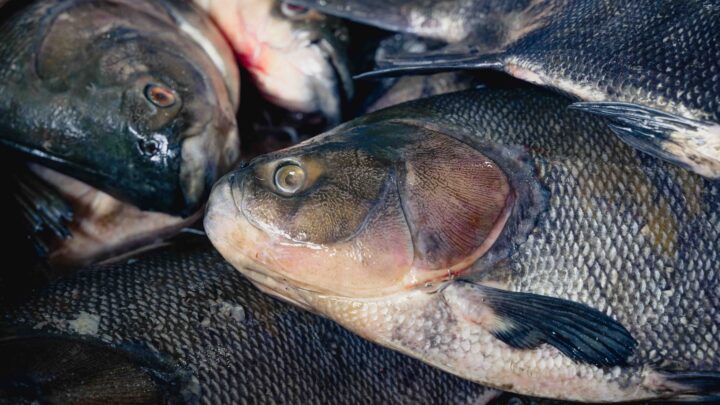 Feira do Tambaqui oferta 9 toneladas de pescado em Manaus neste sábado e domingo