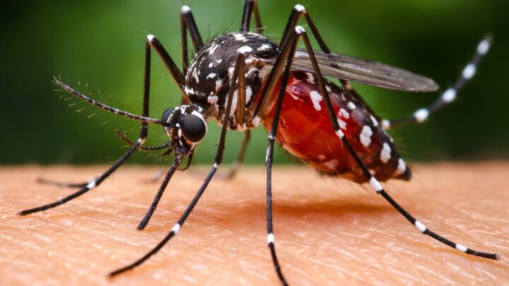 Período chuvoso reacende alerta para o avanço da dengue