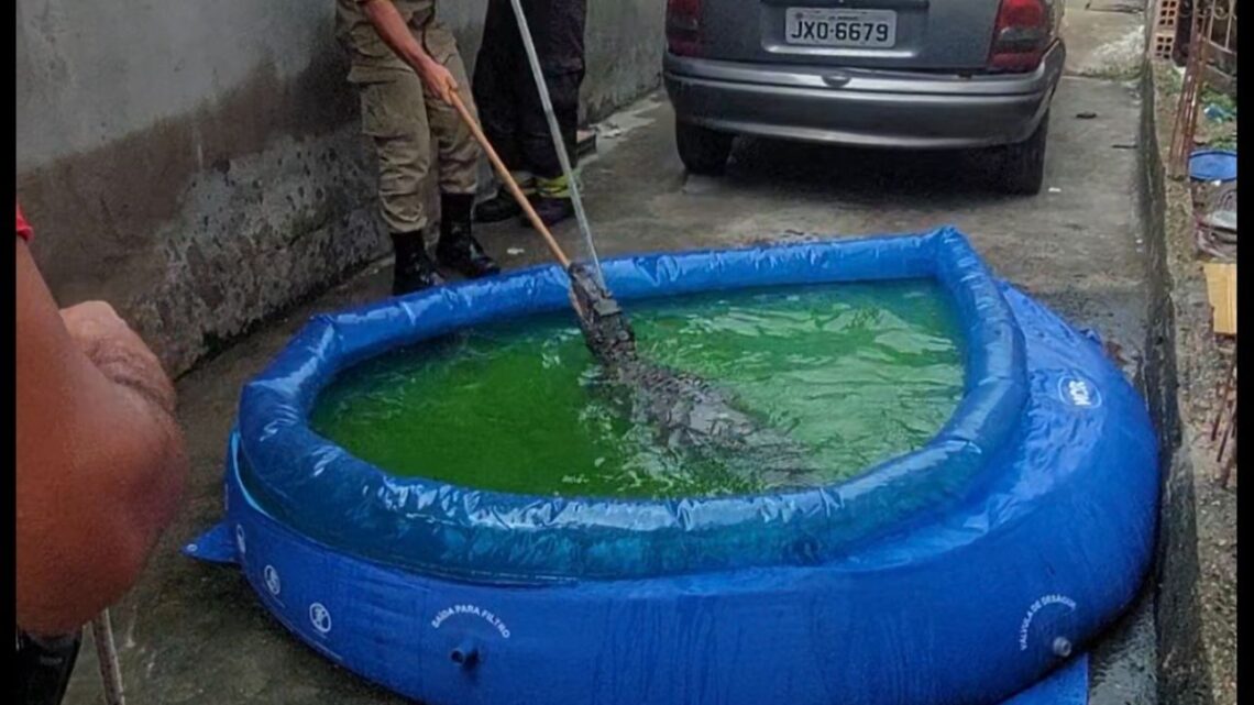 Em Manaus, dona de casa encontra jacaré em piscina de plástico e aciona o Corpo de Bombeiros para o resgate