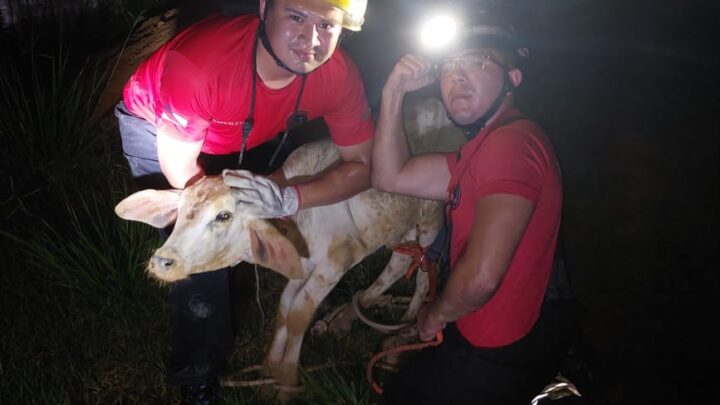 Corpo de Bombeiros do Amazonas resgata uma média de quatro animais a cada 24 horas
