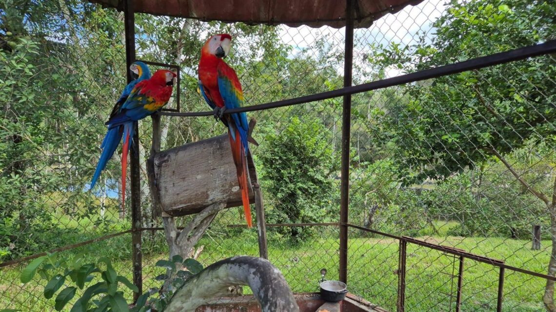 Araras, jabutis e periquitos são apreendidos em operação contra cativeiro ilegal em Manaus