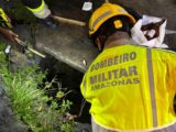Corpo de Bombeiros é acionado para resgatar cachorros que caíram em bueiro após briga de rua
