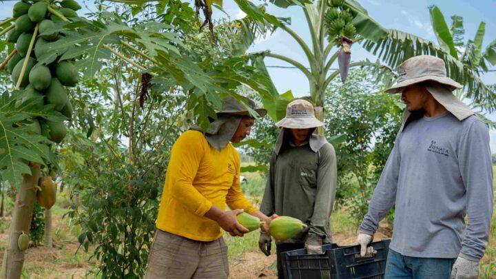 Do pasto à floresta produtiva: Ipaam licencia sistema agroflorestal em Careiro