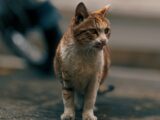 MPAM apura ações públicas voltadas ao cuidado de animais comunitários em Itapiranga