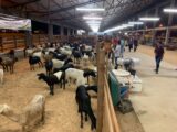 10ª Feira de Agronegócios da Nilton Lins espera superar recorde de R$ 50 milhões