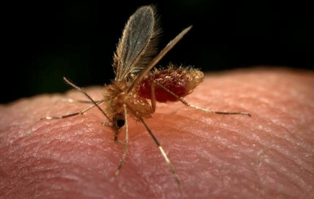 Casos de leishmaniose aumentam 19,75% no Amazonas 