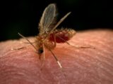 Casos de leishmaniose aumentam 19,75% no Amazonas 