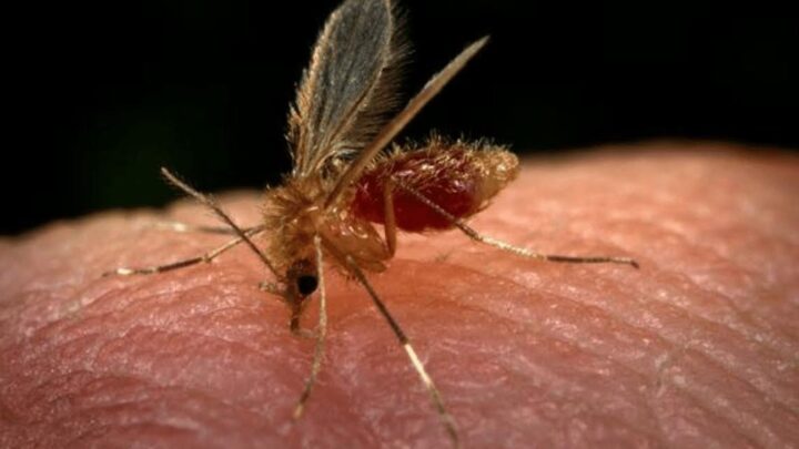 Casos de leishmaniose aumentam 19,75% no Amazonas 