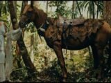 Filmes do Festival Olhar do Norte estão disponíveis gratuitamente na Itaú Cultural Play até 12 de outubro