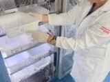 Hemoam reforça apelo por doação de sangue voluntária diante de nova portaria do Ministério da Saúde